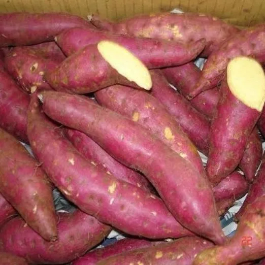Egyptian-sweet-potato.jpg