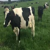 100% Disease Free Dairy Cattle For Sale / Holstein Heifer Cows Available