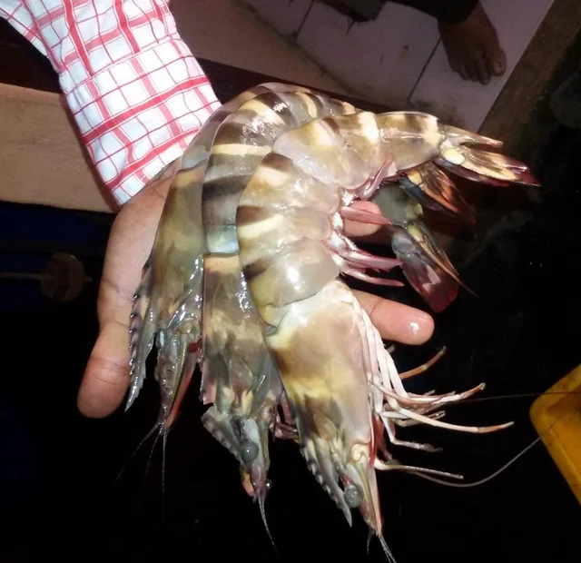 Fresh Tiger Prawns Wild Shrimps Chilled Seafood Buy Fresh Tiger Prawns Sea Caught Shrimps Fresh Lobsters Product On Alibaba Com