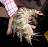 Fresh Tiger Prawns/Wild Shrimps/Chilled Seafood!