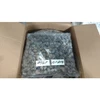 Super Quality Fresh Frozen Top Shell - Live Top Shell (Baigai)