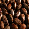 Castor oil seeds / beans for sale high quality ---- Whatsapp : +91 9176416331