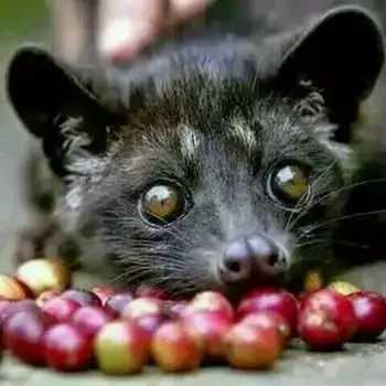 Arabika Kopi Luwak  luwak  coffee com Buy Kopi Luwak  