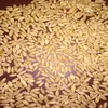 Indian First Quality Milling Wheat