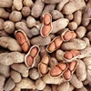 Best Quality Indian Raw Java Type Peanuts at Economical Rate