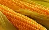 Twin Fresh Sweet Corns on Cob, Double Pack Sweet Corn Ready to Eat Snack