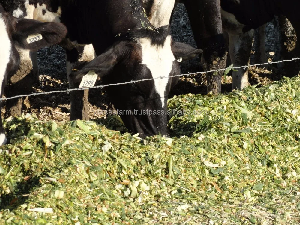 Силос и сенаж. Силос (корм). Силос для крс. Силос для коров. Силос кукурузный.