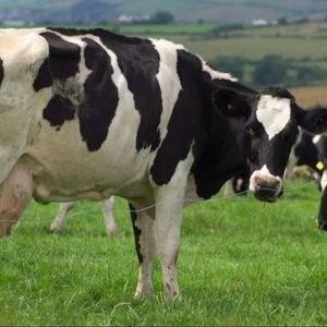 Dairy Livestock For Sale Wholesale Suppliers Alibaba