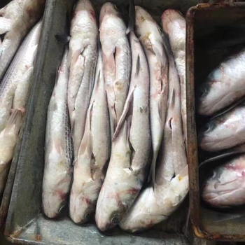frozen fish food grey mullet,red mullet healthy aquaculture