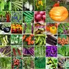 Professional vegetable seed companies supply hybrid pimento seeds for planting