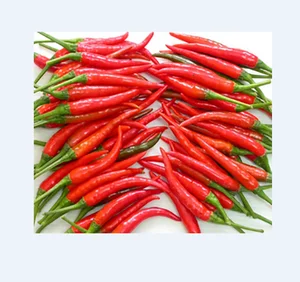 chilli or pepper price