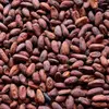 Organic Cocoa Beans Factory Price