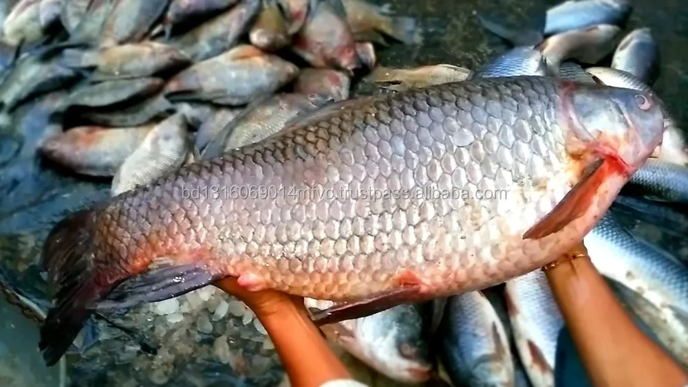Bangladesh Lokal Rohu Ikan 2019 Buy Rohu Ikan Ikan Rohu Beku Rohu Ikan Product On Alibaba Com