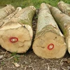 New Arrival White Ash Wood Logs, Azobe (Ekki )Wood Logs, Basralocus Wood Logs
