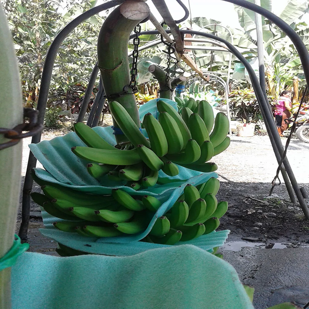 
Bananas Green and Fresh 