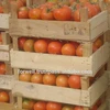 Transaction fresh tomato with competitive price