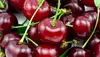 Grade A Quality fresh cherries