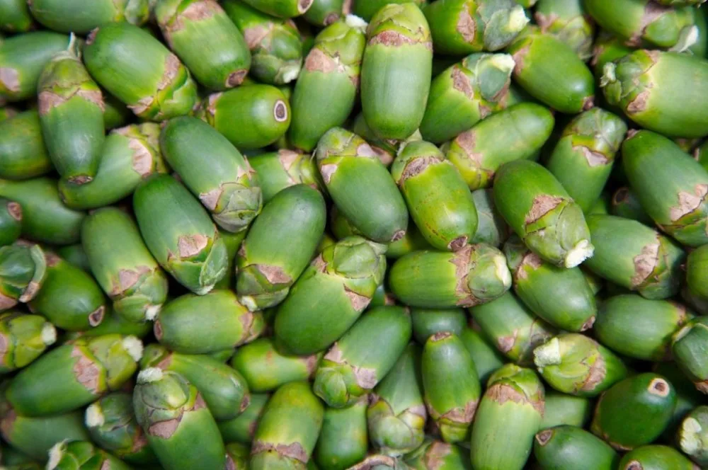 fresh-betel-areca-nuts-in-viet-nam-buy-betel-nut-betel-nuts-betel-nut