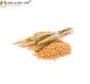 Paramount Quality Wheat