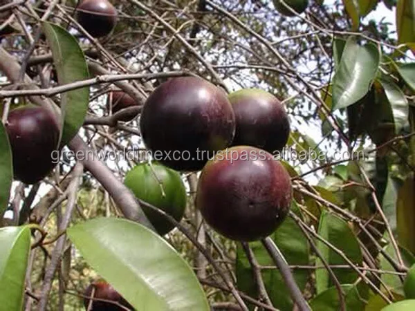 Star Apple with cheap price and high quality