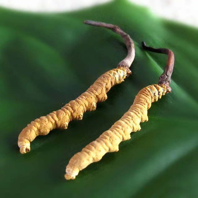 caterpillar fungus capsule