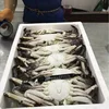 Soft shell crabs, blue crab and blue swimming crab
