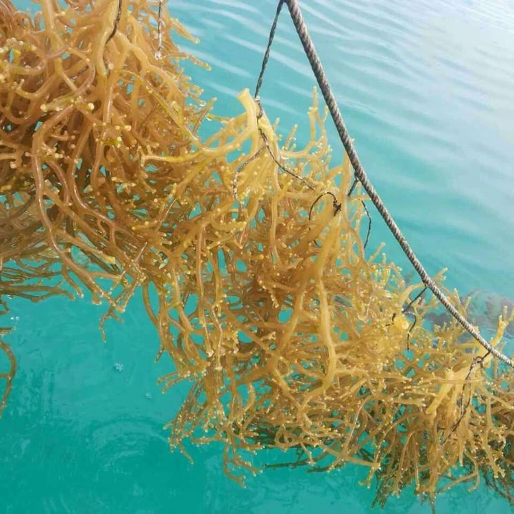 Eucheuma Cottonii/sargassum-harga Terbaik,2019 Ms: Liburan ...