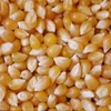 Romania quality Yellow corn for human consumption and animal feed