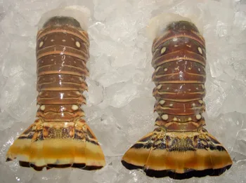 slipper lobster tails for sale