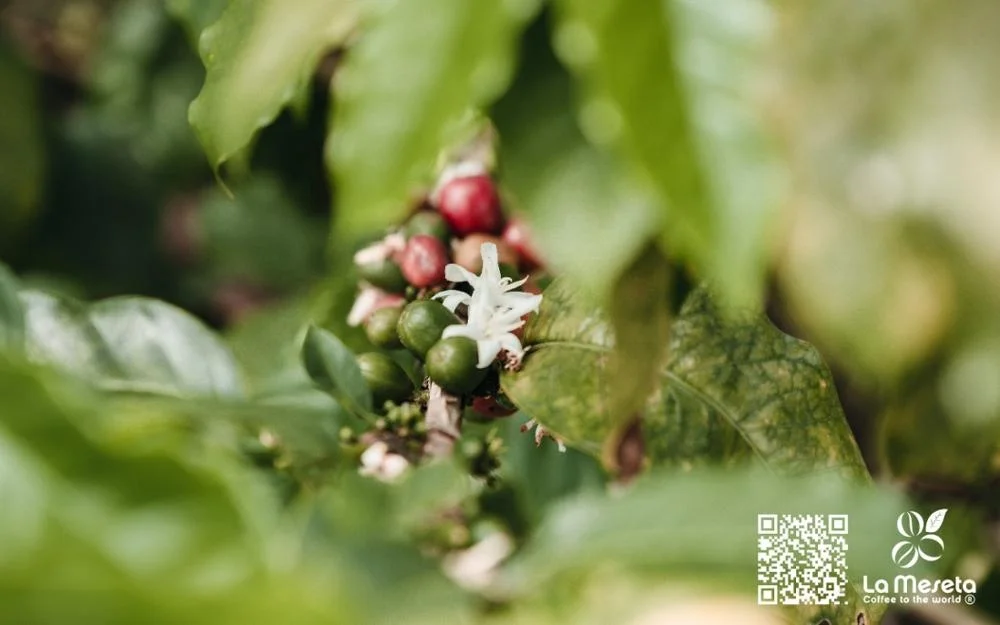 
SUPREMO 18 COLOMBIAN COFFEE BEANS 