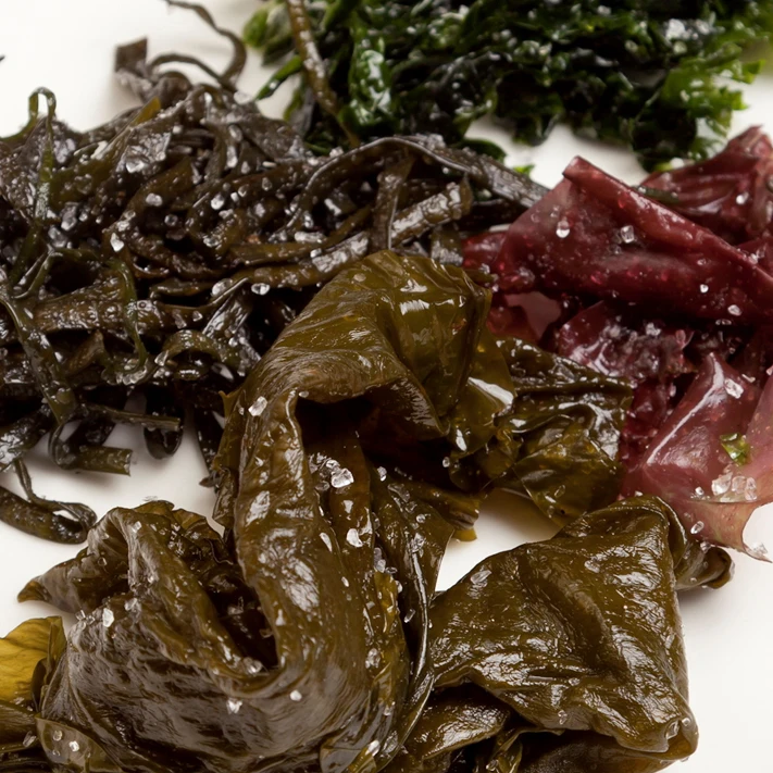 Fresh Seaweed Laver / Fresh Natural Laver Seaweed In Bulk Buy Fresh