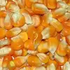 Factory price 100% Organic maize, Hominy Corn/Popcorn Corn kernel/Sweat Corn kernel