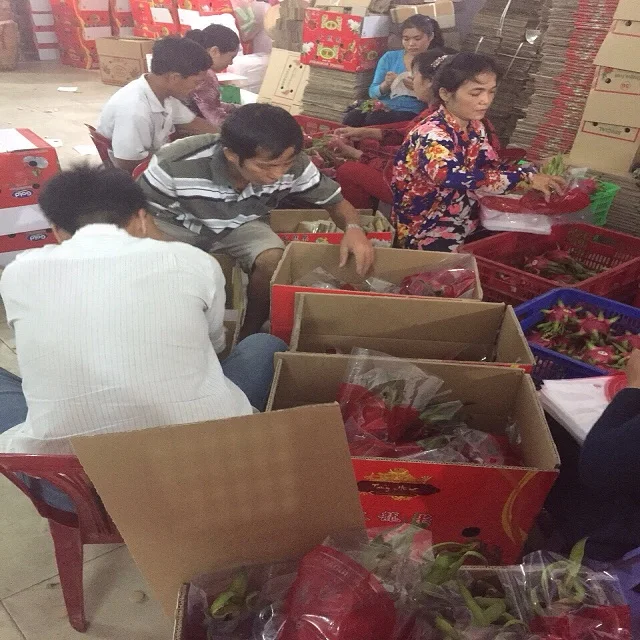 
DRAGON FRUITS FOR EXPORT/ BEST QUALITY 
