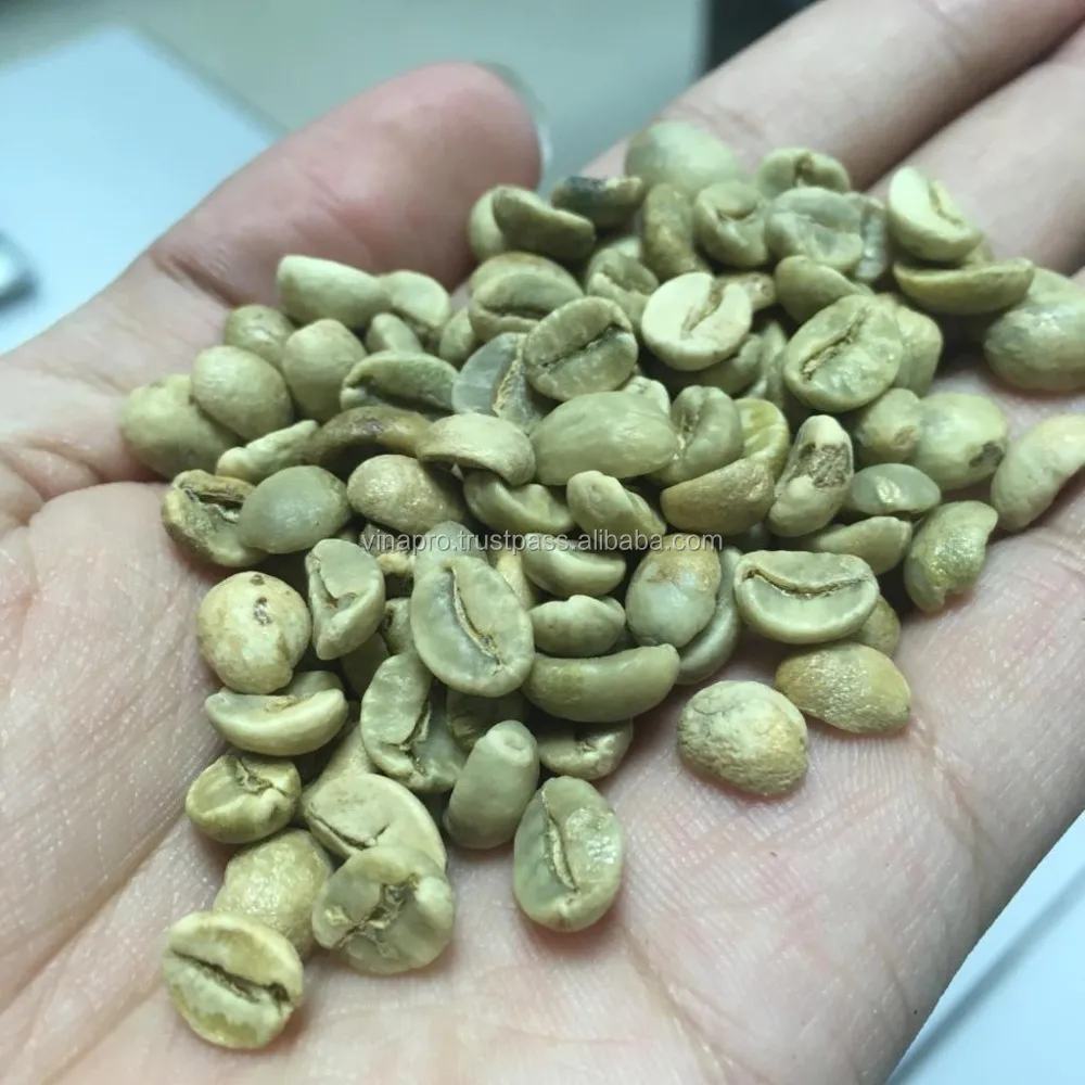 Robusta Green Coffee Bean S16 Buy Organic Ground Green Coffee Beans