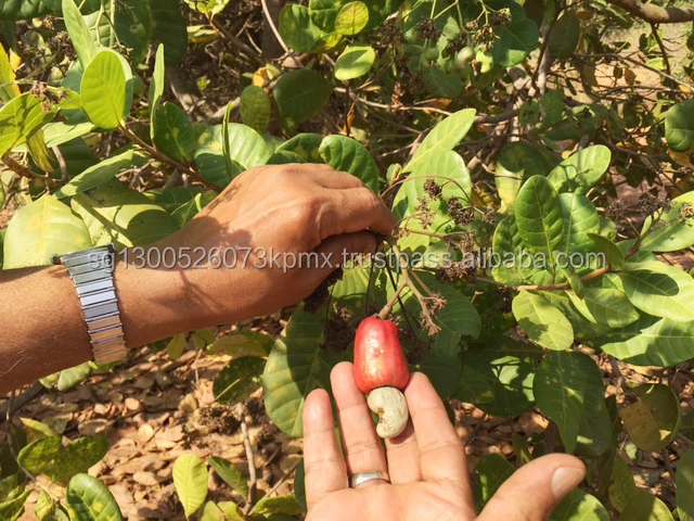 Raw Cashew Nut Tree.jpg