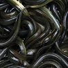 LIVE EELS