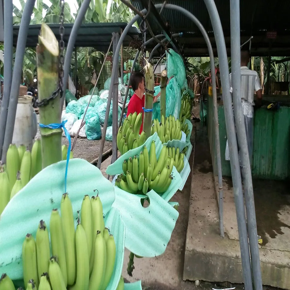 
Fresh Cavendish Bananas Of Ecuador 