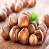 Raw Hazelnut Roasted Hazelnut in Bulk/Premium Quality Grade A Natural Hazelnut / Hazelnut Paste