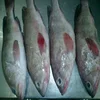 Frozen Reef Cod Whole ,Red Reef Cod Fish,Whole Frozen Reef Cod Fish available