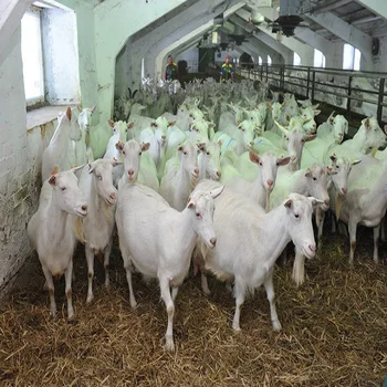 Alive Boer / Saanen Goats For Sale At Best Prices - Buy 