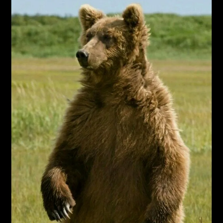 Медведь гризли на задних лапах. Бурый медведь стоя. Северная америка медведь гризли. Бурый медведь в карелии. Бурый медведь стоя.