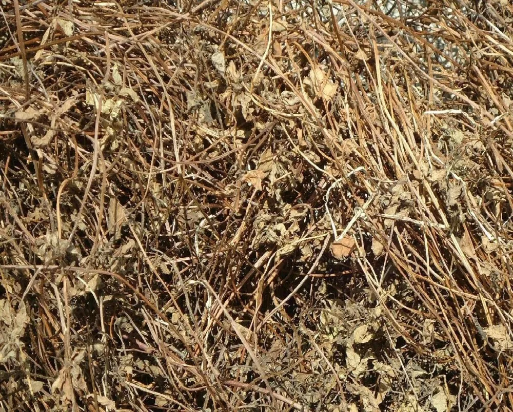 Dry Black Grass Jelly For Export From Vietnam Ms. Esther (whatsapp