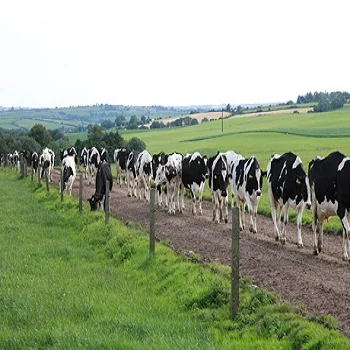 Holstein Cattle For Sale Buy Holstein Cattle Holstein Cattle For