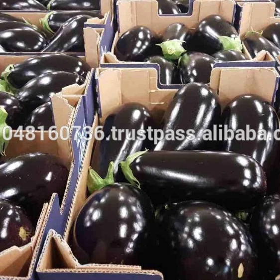 
Fresh Eggplant from Egypt for sale 