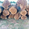 High Quality Benin Massive Forest Teak Wood Log & Square
