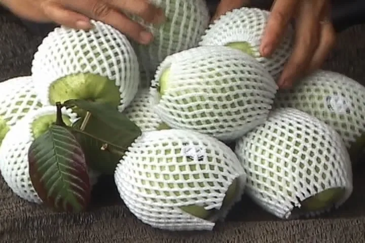 Guava_CTD Int (33).jpg