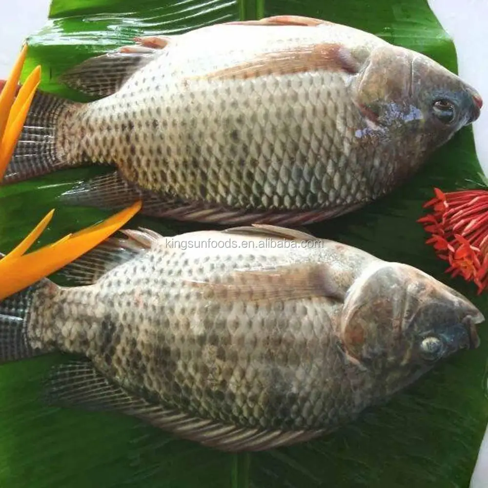 Wholesale Frozen Tilapia Fingerlings Fish Price For Seafood Importer
