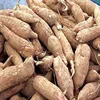 Fresh Cassava,FRESH CASSAVA TUBERS and SWEET TAPIOCA FRESH CASSAVA for sale