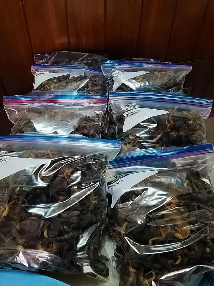 
Large Quantity Of Live Giant African Land Snails For Sale. 