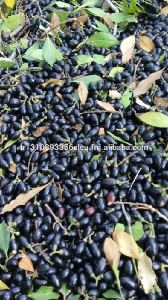 Laurel-Berry-Oil.jpg